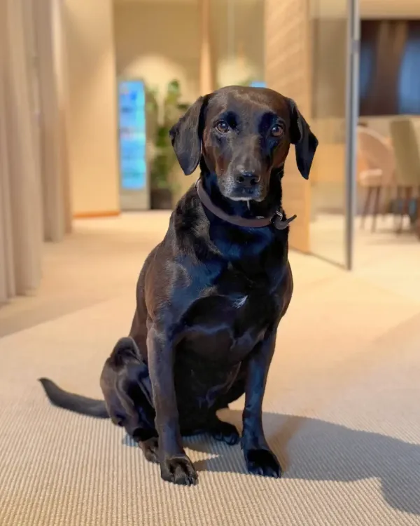 Ein schwarzer Hund sitzt in einem modern gestalteten Innenraum, der die Raumgestaltung für Hotels repräsentiert.