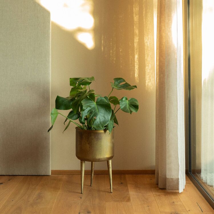 Ein elegantes Hotelkonzept zeigt eine grüne Pflanze in einem goldenen Topf vor lichtdurchfluteten Fenstern.